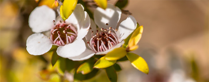 Kukka josta mehiläiset keräävät Manuka-hunajaa